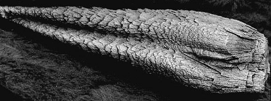 gh_20140418_bob-white-artifact.jpg