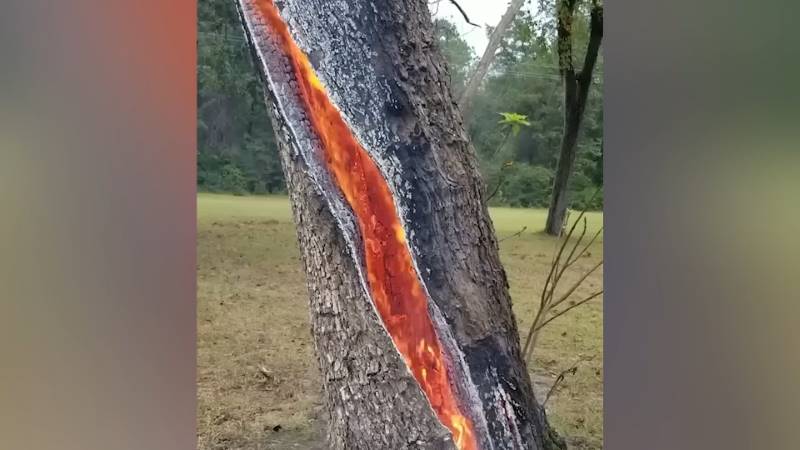 gh_20241020_fire_inside_tree1.jpg