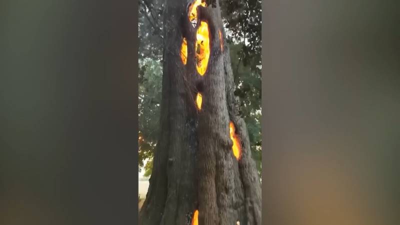gh_20241020_fire_inside_tree4.jpg