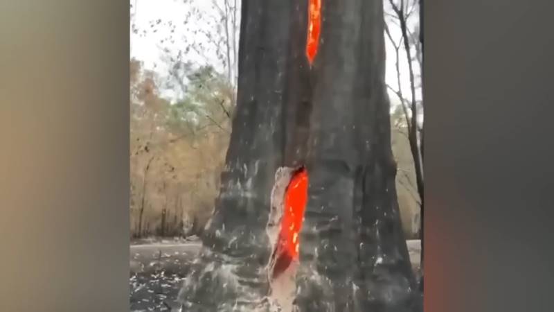 gh_20241020_fire_inside_tree5.jpg