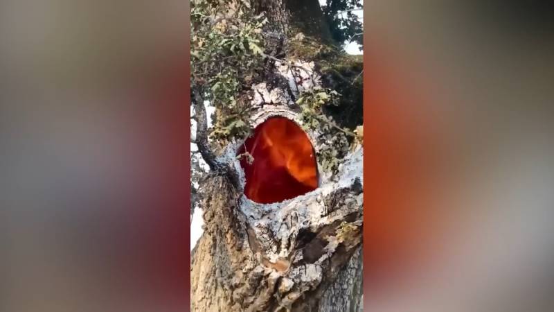 gh_20241020_fire_inside_tree6.jpg