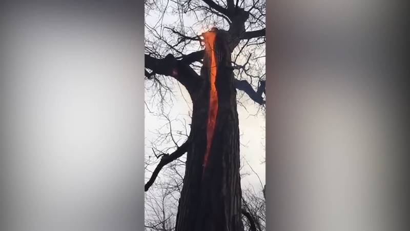 gh_20241020_fire_inside_tree7.jpg