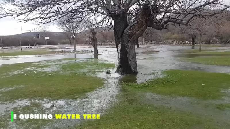 gh_20241020_water_tree1.jpg