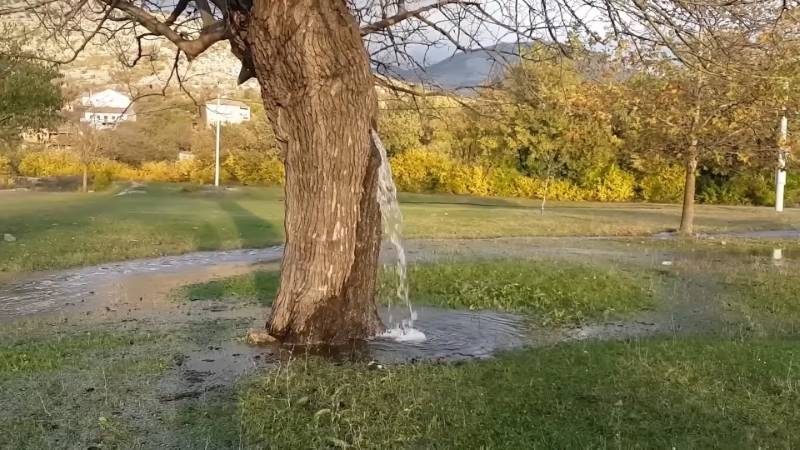 gh_20241020_water_tree2.jpg