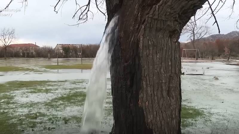 gh_20241020_water_tree3.jpg